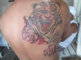 Tigre/recontrução